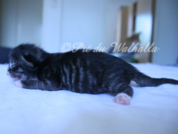 Photo Chaton