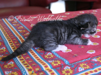 Photo Chaton