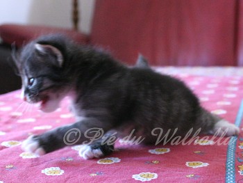 Photo Chaton
