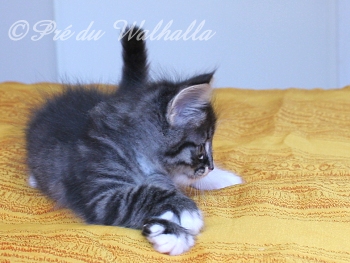 Photo Chaton