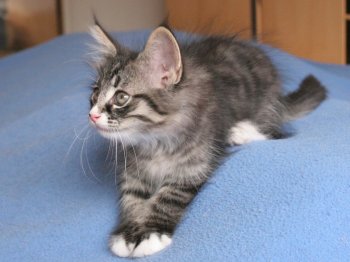 Photo Chaton