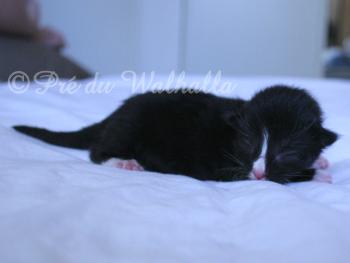 Photo Chaton