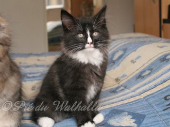 Photo Chaton