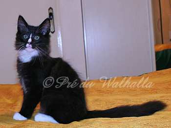 Photo Chaton