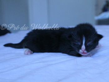 Photo Chaton