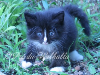 Photo Chaton