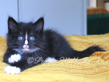 Photo Chaton