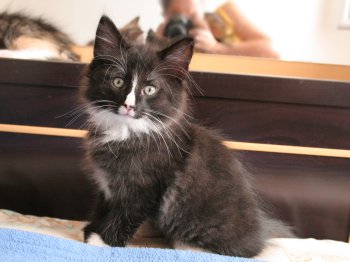 Photo Chaton