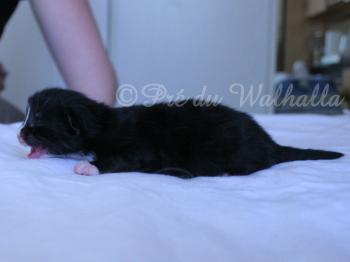Photo Chaton