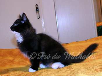 Dampa l'Indien Photo Chaton