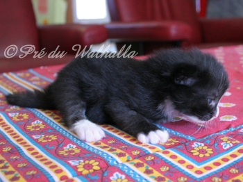 Photo Chaton