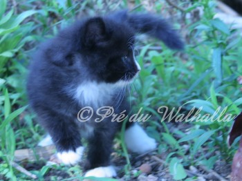 Photo Chaton