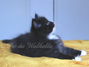 Photo Chaton