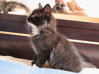 Photo Chaton