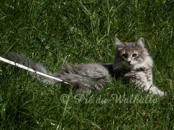 Ofelia  4,5 mois
