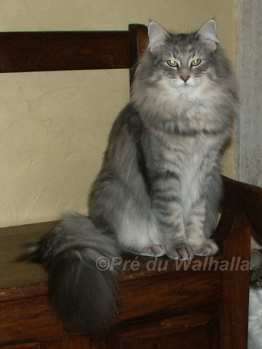 Ofelia  1 an