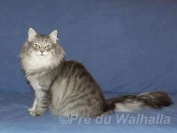 Ofelia  1 an