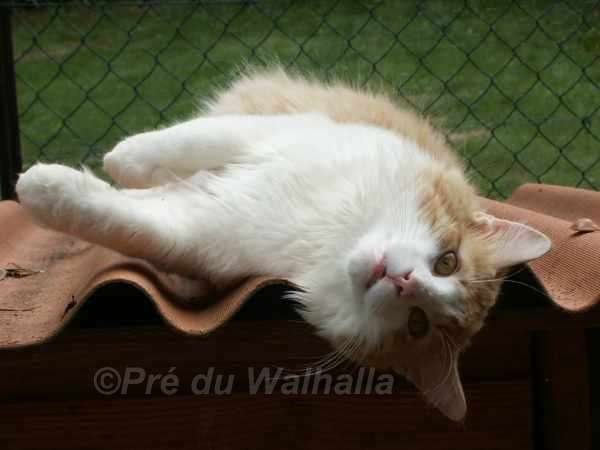 Valmiki du Pr du Walhalla