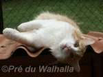 Photo de Valmiki du Pré du Walhalla à 11 mois