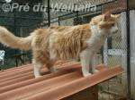 Photo de Valmiki du Pré du Walhalla à 11 mois