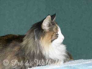 Wilma  4,5 ans